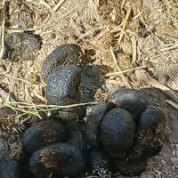 عنبر نسا الاغ