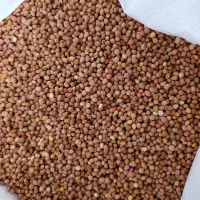 خرید فروش عمده مغز هسته آلبالو و هسته آلبالو