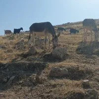 الاغ ماده|حیوانات مزرعه|پلدختر, |دیوار