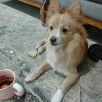 واگذاری سگ پامرین،اسپیتز|سگ|سیرجان, |دیوار