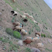 ده راس میش به همراه هشت راس بره