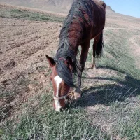 فروش یک راس اسب نریان دوسال