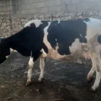 گاو گوساله آبستن|حیوانات مزرعه|گتوند, |دیوار