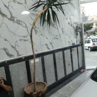 نخل
