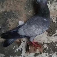 کفتر|پرنده|شیروان (خراسان), |دیوار