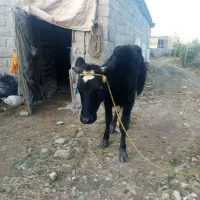 لیشه دورگ هولشتاین|حیوانات مزرعه|رشت, بیجارپس|دیوار