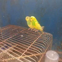 عروس حلندی ومرغ عشق