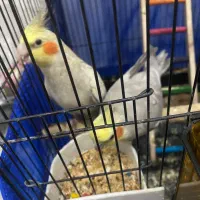 واگذاری یک جفت عروس هلندی مولدروی تخم با قفس