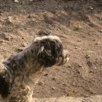 واگذاری رایگان شیتزو تریر|سگ|اطاقور, |دیوار