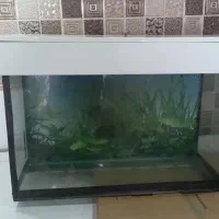 اکواریم