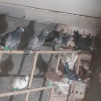 ۹ تا کبوتر  بم