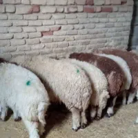 بره|حیوانات مزرعه|ایلام, |دیوار