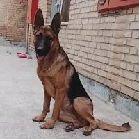توله ماده