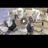 کفتر