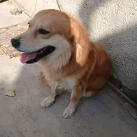 اشپیتز|سگ|ری, علایین|دیوار