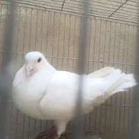 نر پلاکی سفید درشت