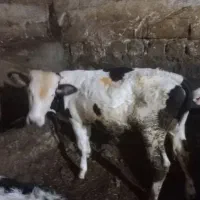 فروش،چهارراس،گوساله نر