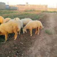 فروش 7 راس بره عربی چاق در شعیبیه|حیوانات مزرعه|اهواز, دغاغله|دیوار