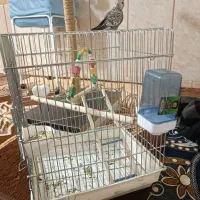 یدونه قفس با نشیمن گاه پرنده|لوازم جانبی حیوانات|بهارستان, |دیوار