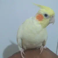 عروس هلندی|پرنده|تربت‌حیدریه, بازار|دیوار