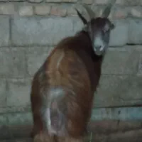 حیوان|حیوانات مزرعه|خان ببین, |دیوار