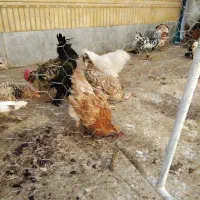 تخم مرغ|خوردنی و آشامیدنی|شاهین‌شهر, حافظ جنوبی|دیوار