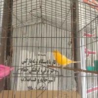 فروش قناری نر مست|پرنده|داراب, |دیوار