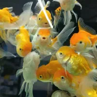 بارجدیدماهی ولوازم درآکواریوم ونوس رسید|ماهی|زنجان, |دیوار