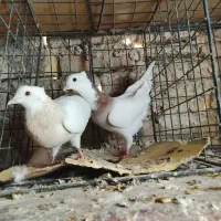 کفتر طوقی و پلاکی وشهرستانی|پرنده|شهریار, شهرک بهاران (ویره)|دیوار