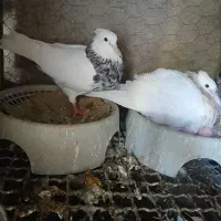 کفترطوقی