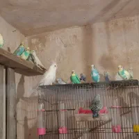مرغ عشق 270دونه ای