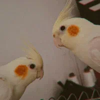 جفت عروس با قفس و لوازم