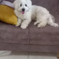 پودل کراس