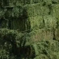 یونجه ۶۰عدد ۳۱هزار ممنون چین سه