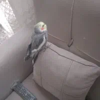 عروس هلندی  ۱ ساله نر