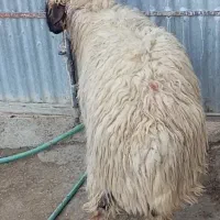 بره قوچی|حیوانات مزرعه|پلدختر, |دیوار