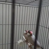 فنچ مولد شکلاتی|پرنده|تهران, شیخ هادی|دیوار