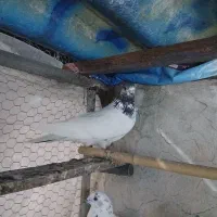 کبوتر پرشی .