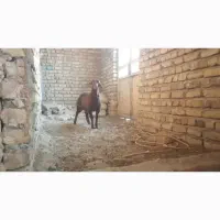 بره ژن دار