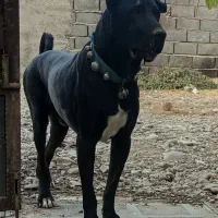 سگ سرابی اصیل