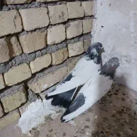 کبوتر کله دم سبز|حیوانات|همدان, |دیوار