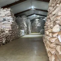 خرید عمده چای بهاره لاهیجان ۱۴۰۵ مستقیم از کارخانه
