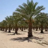 فروش نخل تنه بلند از یک متری تا 10متری|خدمات باغبانی و درختکاری|کاشان, فاز ۱ ناجی آباد|دیوار