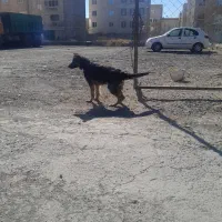 توله ژرمن ماده کیفیت عالی|سگ|شهریار, شهریار|دیوار