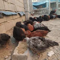 جوجه گلپایگان