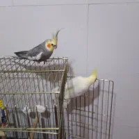 فروشی دوتا عروس هلندی باقفس.  ولانه