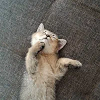 گربه اسکاتیش بلک گلد