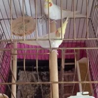 انگشتر نقره|بدلیجات|صفادشت, |دیوار