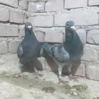 یک جفت پلاکی