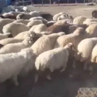 فروش کهره وبره|حیوانات مزرعه|بندرعباس, |دیوار